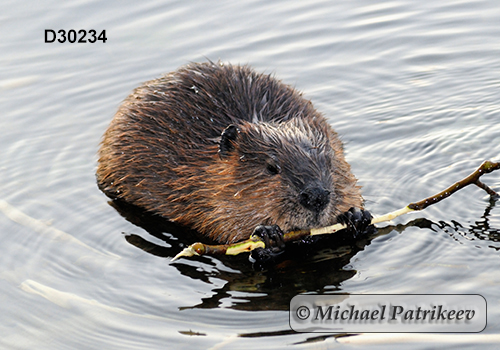 North American Beaver (Castor canadensis)
